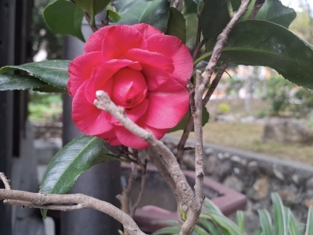 一德茶花